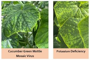 Cucumber leaf showing CGMMV mosaic patternPotassium deficiency causing yellow cucumber leaf margins