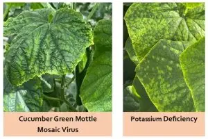 Cucumber leaf showing CGMMV mosaic patternPotassium deficiency causing yellow cucumber leaf margins