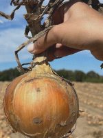 onion